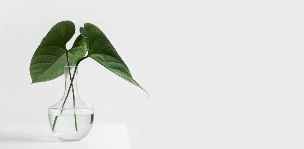 green leafed plant on clear glass vase filled with water